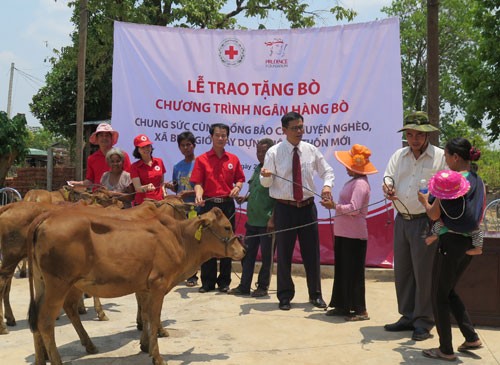 Cow bank project reviewed after 5 years - ảnh 1